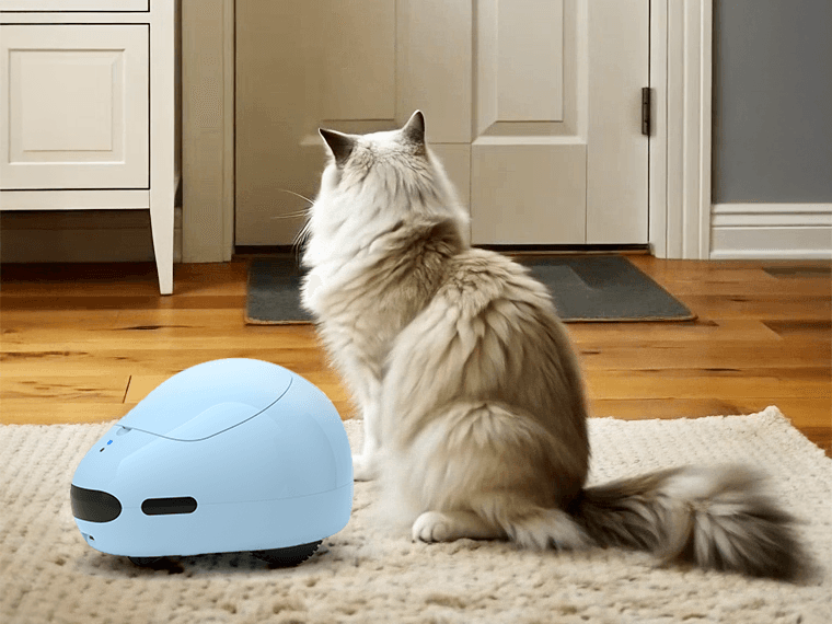 Pumpkii—From Waiting to Companionship